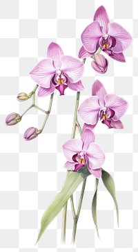 PNG Orchid branch orchid illustration botanical.