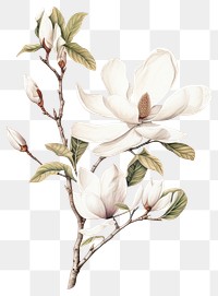 PNG Cream Magnolia branch drawing art illustration.