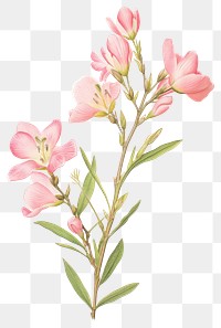 PNG Freesia branch illustration botanical drawing.