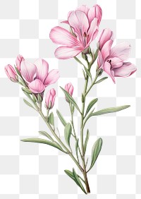 PNG Pink Freesia branch art illustration botanical.