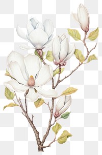 PNG White Magnolia branch drawing art illustration.