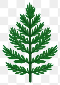 PNG Green pine leaf illustration plant botanical.