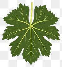 PNG Green grape leaf illustration plant botanical.