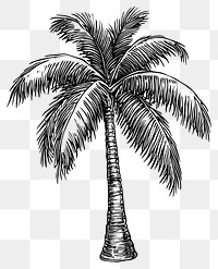 PNG Palm tree art drawing sketch.