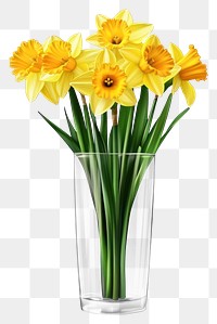 PNG Yellow daffodil flowers bouquets daffodils bright glass.