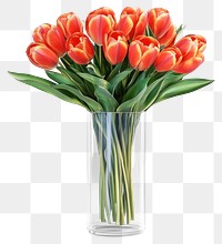 PNG Flowers tulips bouquet glass.