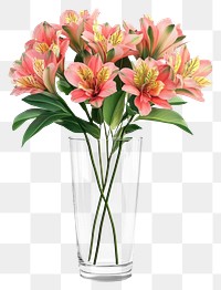 PNG Alstroemeria flowers bouquets leaves glass vase.