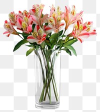 PNG Alstroemeria flowers bouquets alstroemeria green glass.