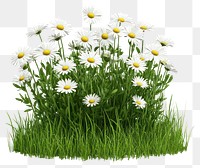 PNG Flowers daisies daisy grass.