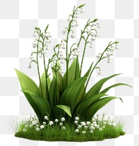 PNG Lily of the valley flowers leaves spring.