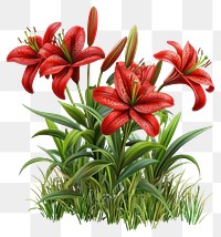 PNG Flower lilies lily plant.