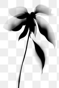 PNG Shadow of wild flower silhouette white invertebrate.