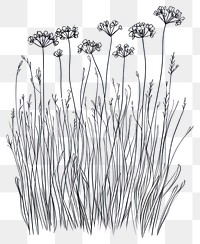 PNG Wild flower Meadow Parsnip drawing sketch design.