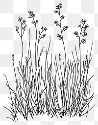 PNG Wild flower Meadow-rue drawing sketch design.