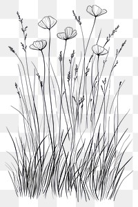 PNG Wild flower Beggarticks drawing sketch design.