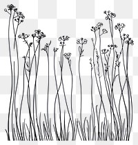 PNG Wild flower Meadow Parsnip drawing flowers simple.