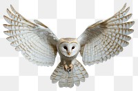 PNG Barn owl bird barn photography.