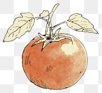 PNG Tomato art illustration drawing.