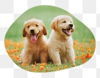 Golden Retriever png puppies badge sticker, pet photo in blob shape, transparent background