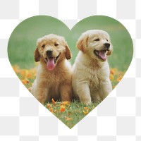 Golden Retriever png puppies badge sticker, pet photo in heart shape, transparent background