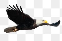 Flying eagle png sticker, wildlife image on transparent background