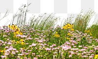 Flower field png border, transparent background