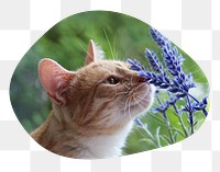 Cat png smelling flower badge sticker, Spring photo in blob shape, transparent background