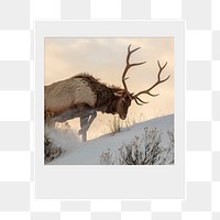 Elk png sticker, wildlife  instant photo, transparent background