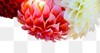 Dahlias flower png border, transparent background