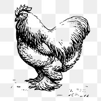 Chicken png sticker, vintage farm animal illustration on transparent background. Free public domain CC0 image.