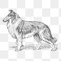 Collie dog png sticker, vintage animal illustration on transparent background. Free public domain CC0 image.