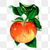 Apple png sticker, vintage fruit illustration on transparent background. Free public domain CC0 image.