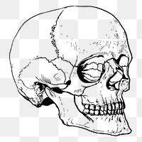 Human skull png sticker, vintage Halloween illustration on transparent background. Free public domain CC0 image.