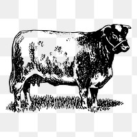 Shorthorn cow png sticker, vintage animal illustration on transparent background. Free public domain CC0 image.