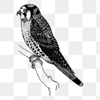 Sparrow hawk png bird sticker, vintage animal illustration on transparent background. Free public domain CC0 image.