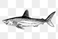 Shark png sticker, vintage sea animal illustration on transparent background. Free public domain CC0 image.