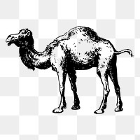 Camel png sticker, vintage animal illustration on transparent background. Free public domain CC0 image.