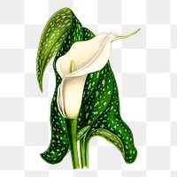 Calla flower png sticker, vintage botanical illustration on transparent background. Free public domain CC0 image.