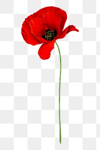 Png red poppy flower sticker, vintage botanical illustration on transparent background. Free public domain CC0 image.