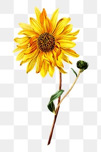 Sunflower png sticker, vintage botanical illustration on transparent background. Free public domain CC0 image.