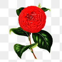 Red camellia png flower sticker, vintage botanical illustration on transparent background. Free public domain CC0 image.