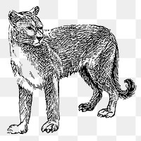 Cougar tiger png sticker, vintage animal illustration on transparent background. Free public domain CC0 image.