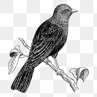 Cowbird png sticker, vintage animal illustration on transparent background. Free public domain CC0 image.