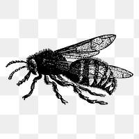 Bee png sticker, vintage insect illustration on transparent background. Free public domain CC0 image.