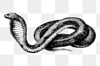 French snake png sticker, vintage animal illustration on transparent background. Free public domain CC0 image.