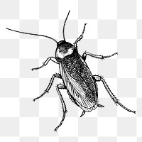 Cockroach png sticker, vintage insect illustration on transparent background. Free public domain CC0 image.