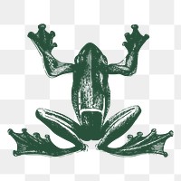 Green frog png sticker, vintage animal illustration on transparent background. Free public domain CC0 image.