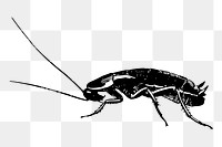 Cockroach png sticker, vintage insect illustration on transparent background. Free public domain CC0 image.