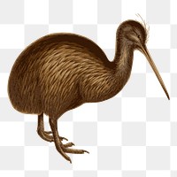 Kiwi bird png sticker, vintage animal illustration on transparent background. Free public domain CC0 image.