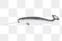 Narwhal png sticker, vintage sea animal illustration on transparent background. Free public domain CC0 image.